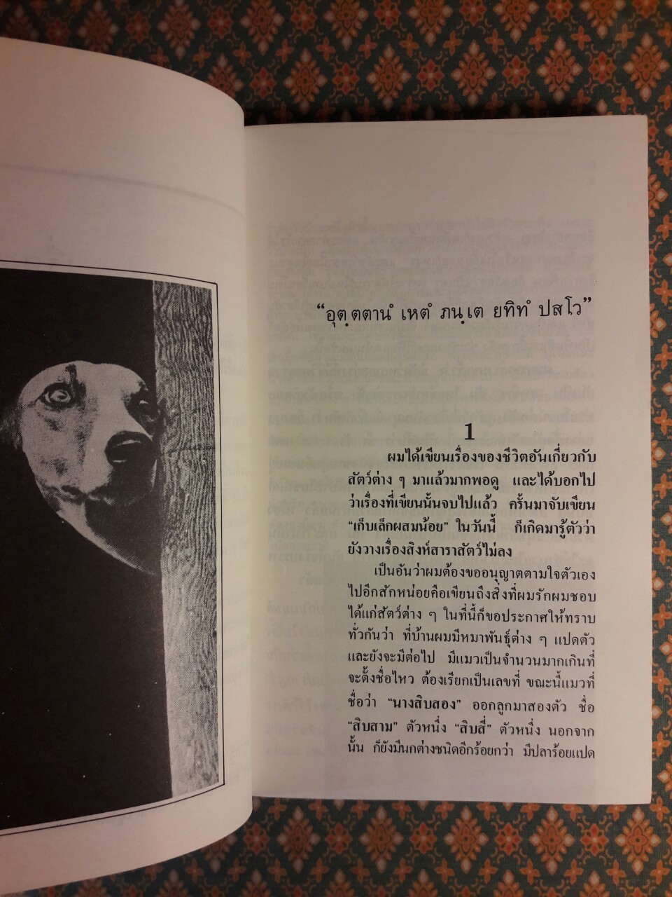 คนรักหมา