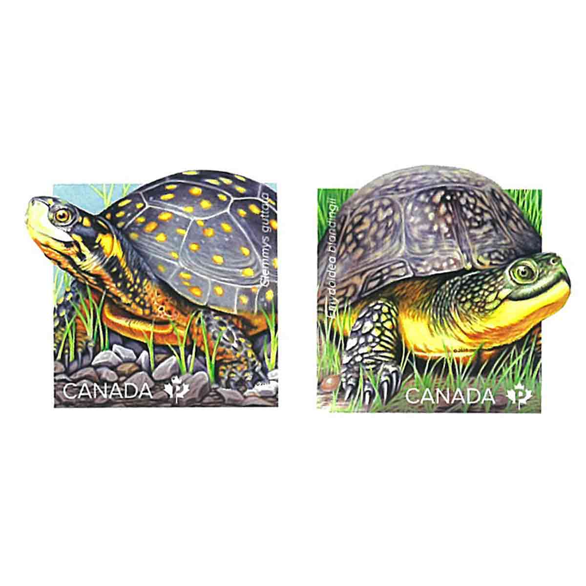Canada Stamp, 2019 Turtles