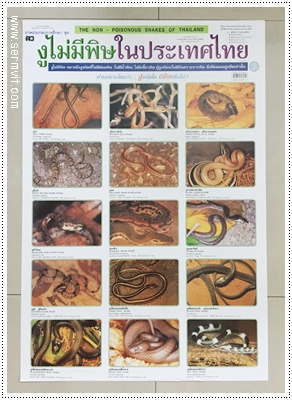 โปสเตอร์ งูไม่มีพิษในประเทศไทย ชุด 2
