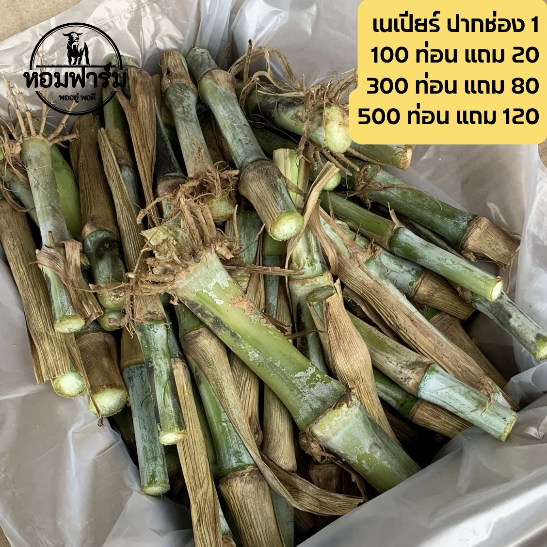 ท่อนพันธุ์ หญ้าเนเปียร์ปากช่อง1 / 100 ท่อน แถมฟรี 20 ท่อน โปรตีนสูง โตไว ตัดได้เร็ว