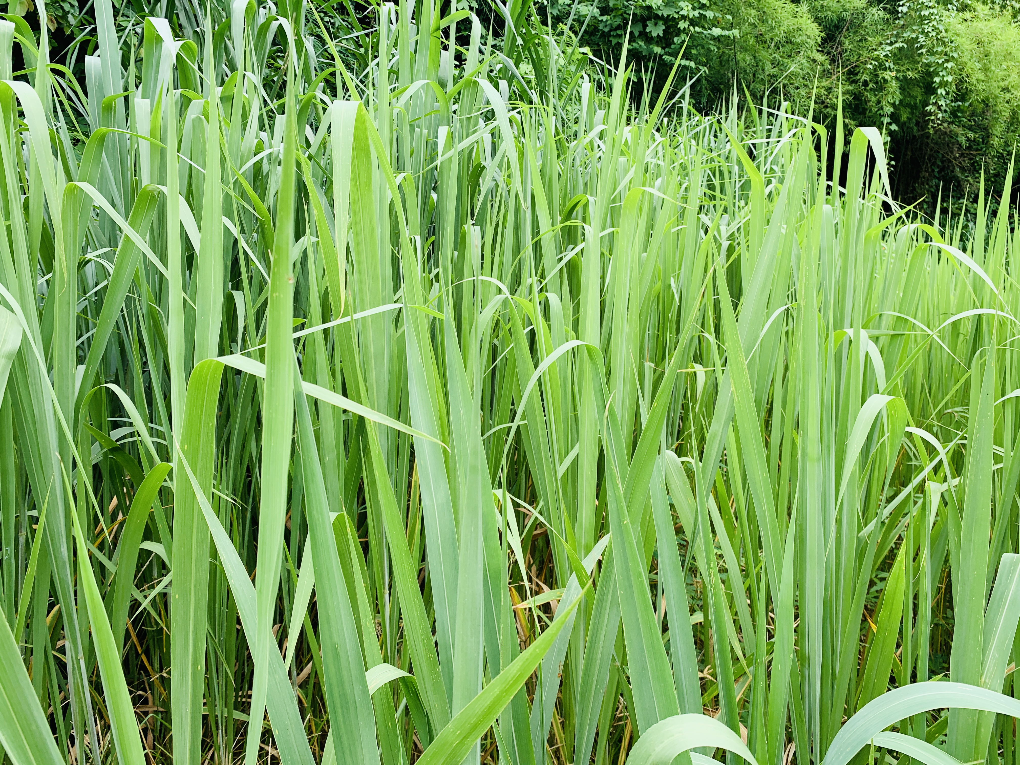 หญ้าสำหรับกระต่าย หนูแกสบี้ เต่า 1 กิโลกรัม ปลอดสารเคมี ออแกนิค สะอาด สดใหม่