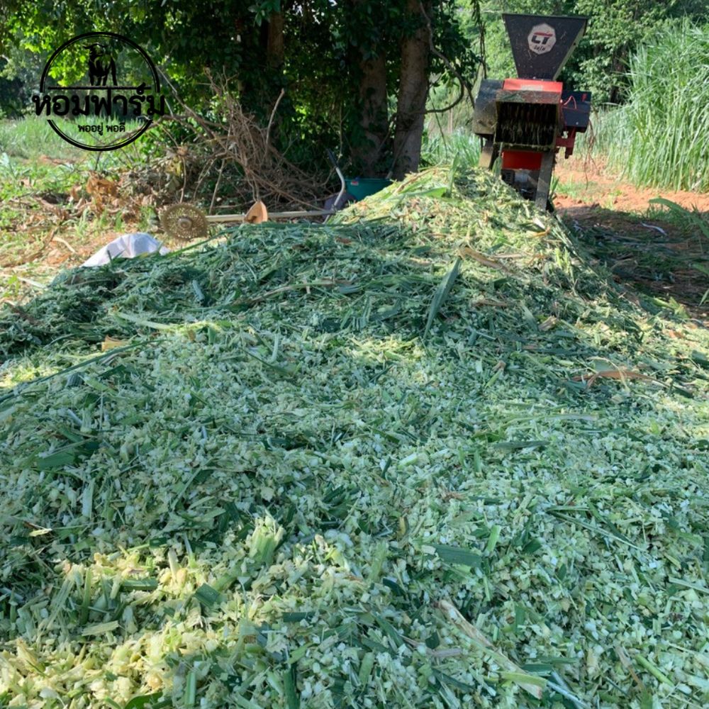 ท่อนพันธุ์ หญ้าเนเปียร์ปากช่อง1 / 100 ท่อน แถมฟรี 20 ท่อน โปรตีนสูง โตไว ตัดได้เร็ว