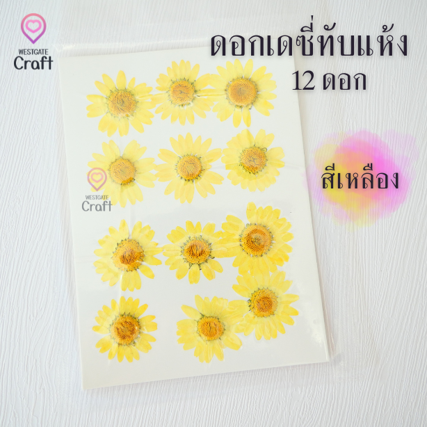 ดอกเดซี่แห้งทับ 12 ดอก ดอกไม้แห้งทับ คละขนาด