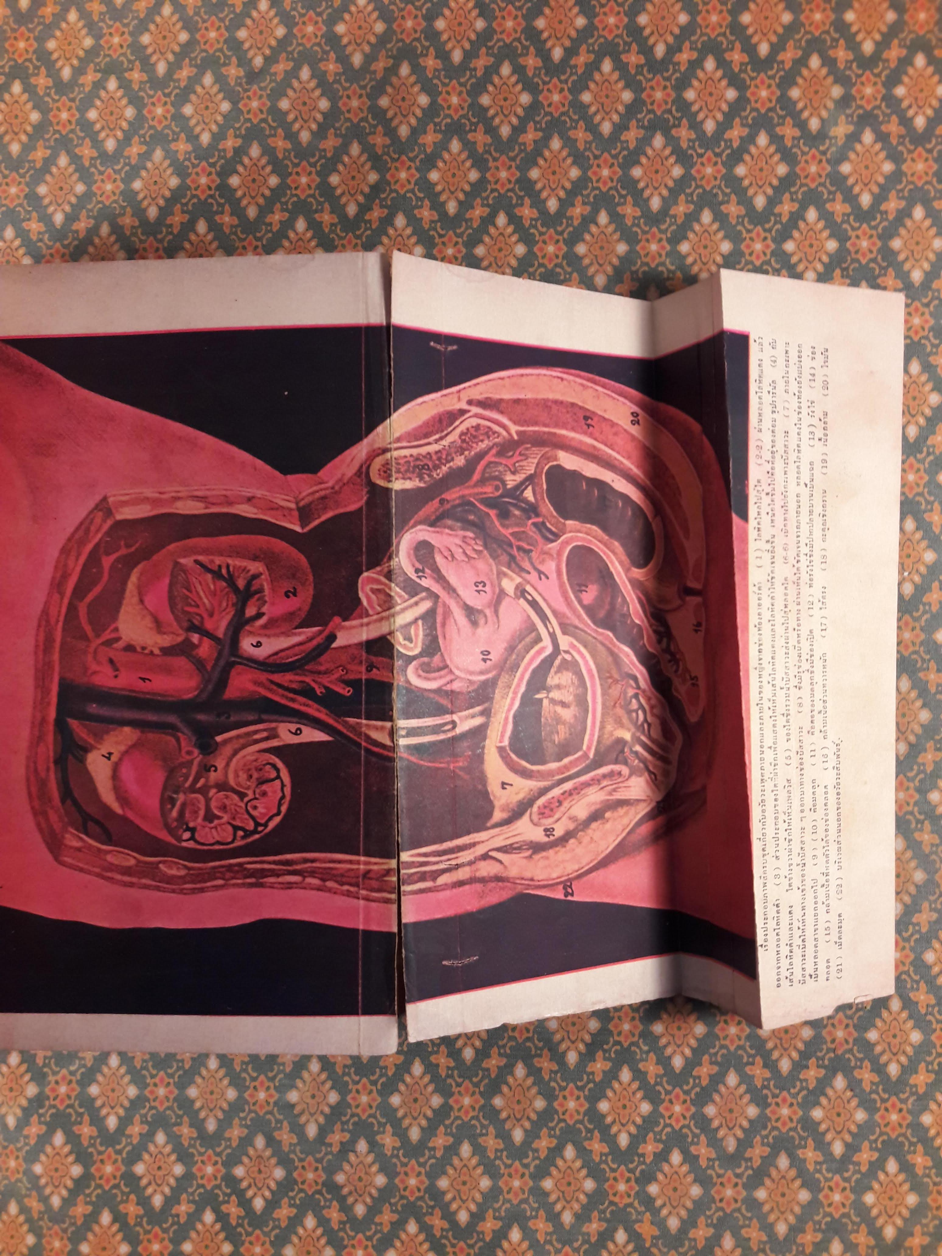 เพศศาสตร์ Encyclopedia of Sexual Knowledge