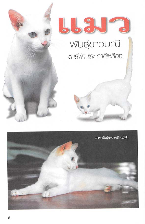คู่มือสำหรับการเลี้ยงแมวไทย
