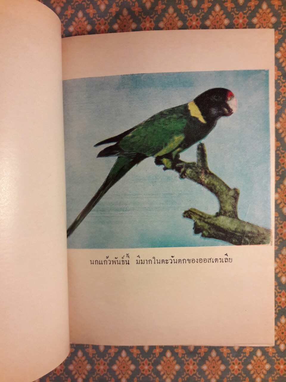 ตำราเลี้ยงและดูลักษณะนกแก้ว นกขุนทอง นกเอี้ยง