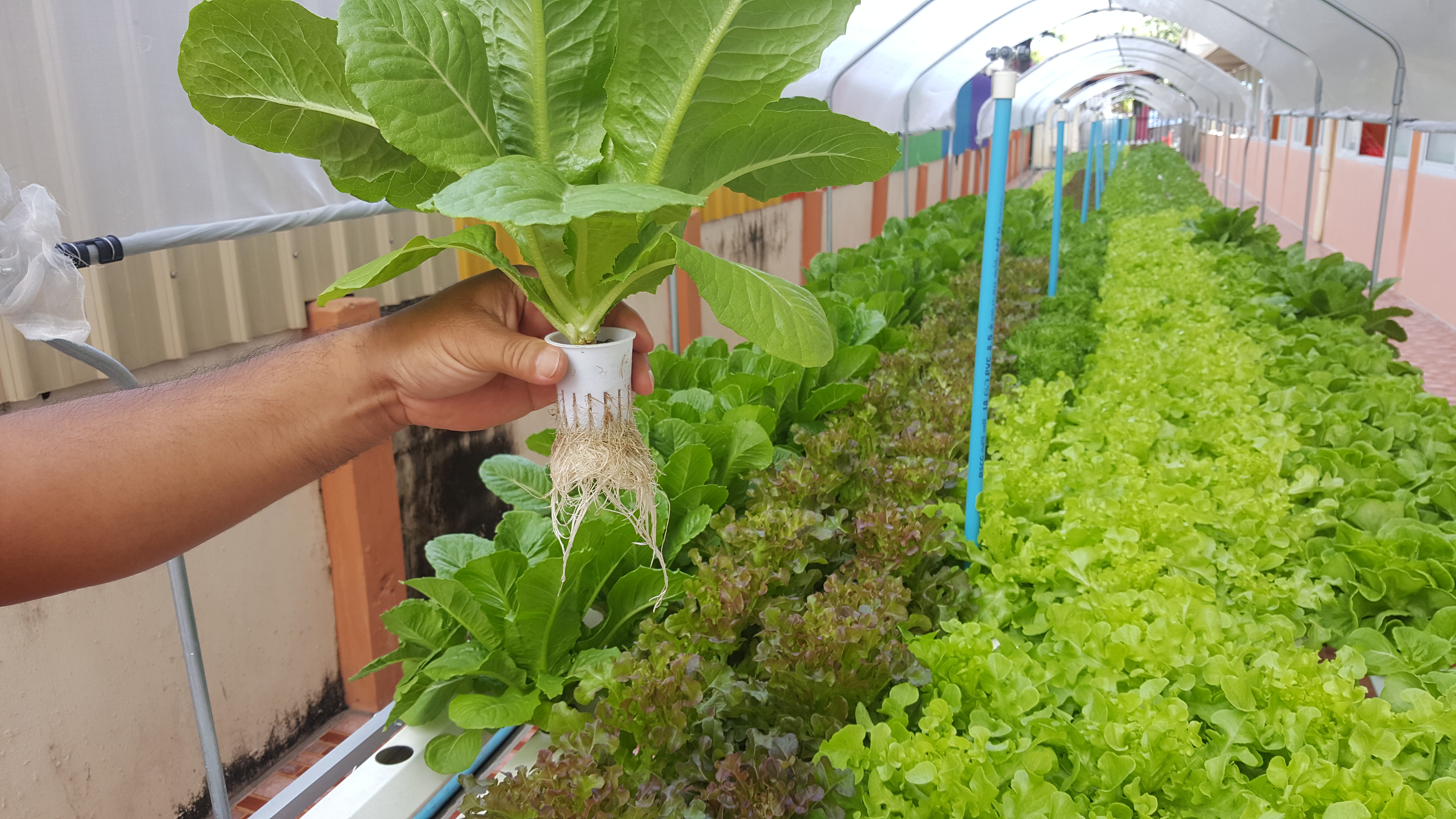 โรงเรียนวัดชมนิมิตร