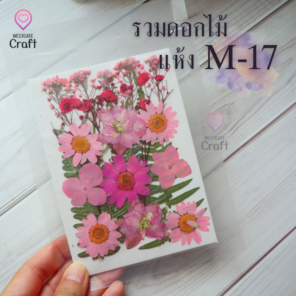 รวมดอกไม้แห้ง M ดอกไม้แห้งทับ ดอกไม้แบบคละ