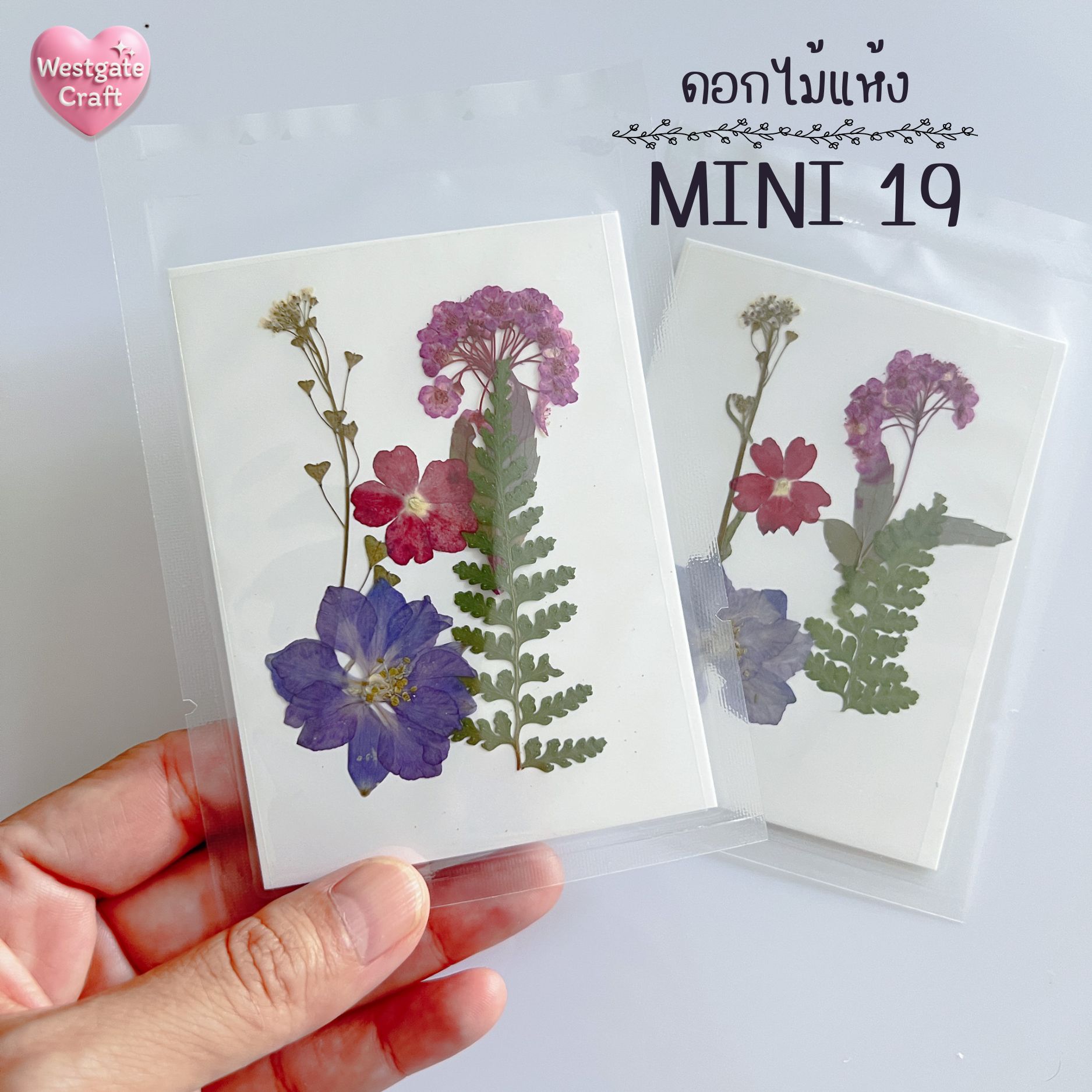 รวมดอกไม้แห้ง Mini ดอกไม้แห้งทับ ดอกไม้แบบคละ ดอกไม้จริง ดอกไม้งานฝีมือ