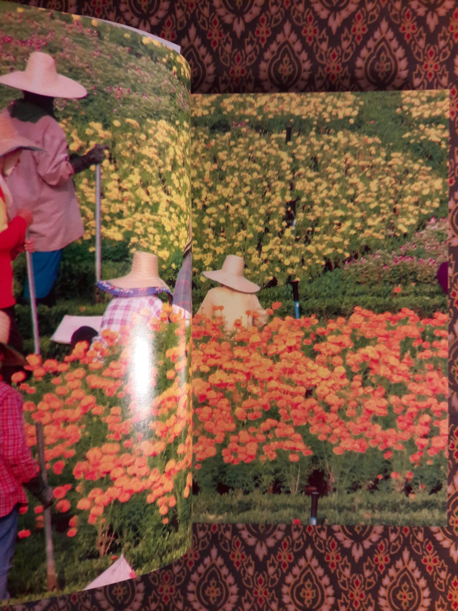 มหกรรมพืชสวนโลกเฉลิมพระเกียรติฯ ราชพฤกษ์ 2549 Royal Flora Ratchaphruek 2006