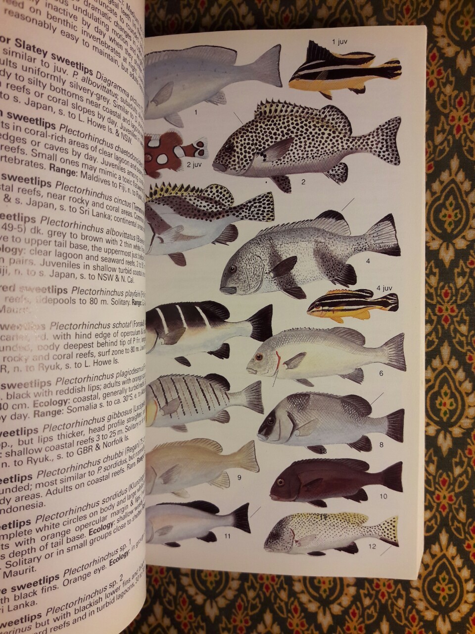 Reef fishes of the world (ฉบับภาษาอังกฤษ)