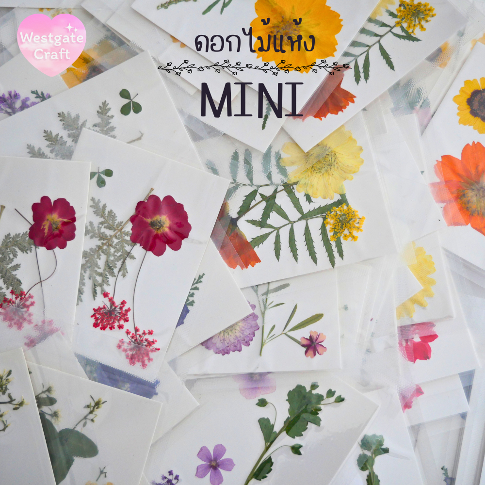 รวมดอกไม้แห้ง Mini ดอกไม้แห้งทับ ดอกไม้แบบคละ ดอกไม้จริง ดอกไม้งานฝีมือ