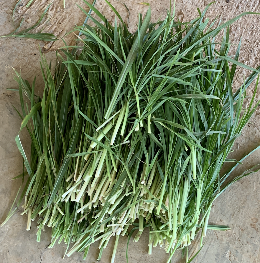 หญ้าพันธุ์เกษตรศาสตร์1 สำหรับ กระต่าย หนู เต่า โปรตีนสูง กินง่าย จากหอมฟาร์ม