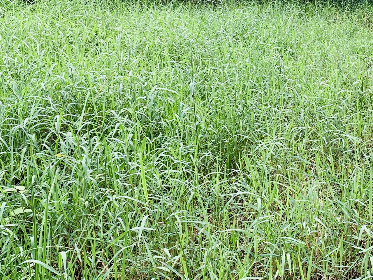 หญ้าสำหรับกระต่าย หนูแกสบี้ เต่า 1 กิโลกรัม ปลอดสารเคมี ออแกนิค สะอาด สดใหม่