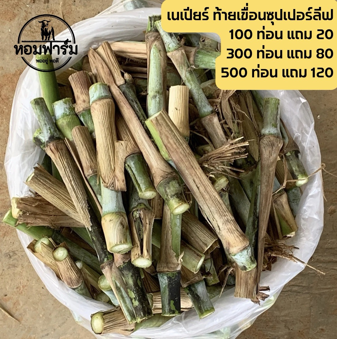 ท่อนพันธุ์ หญ้าเนเปียร์ ท้ายเขื่อนซุปเปอร์ลีฟ / 100 ท่อน แถมฟรี 20 ท่อน โปรตีนสูง โตไว ใบเยอะ ตัดได้เร็ว