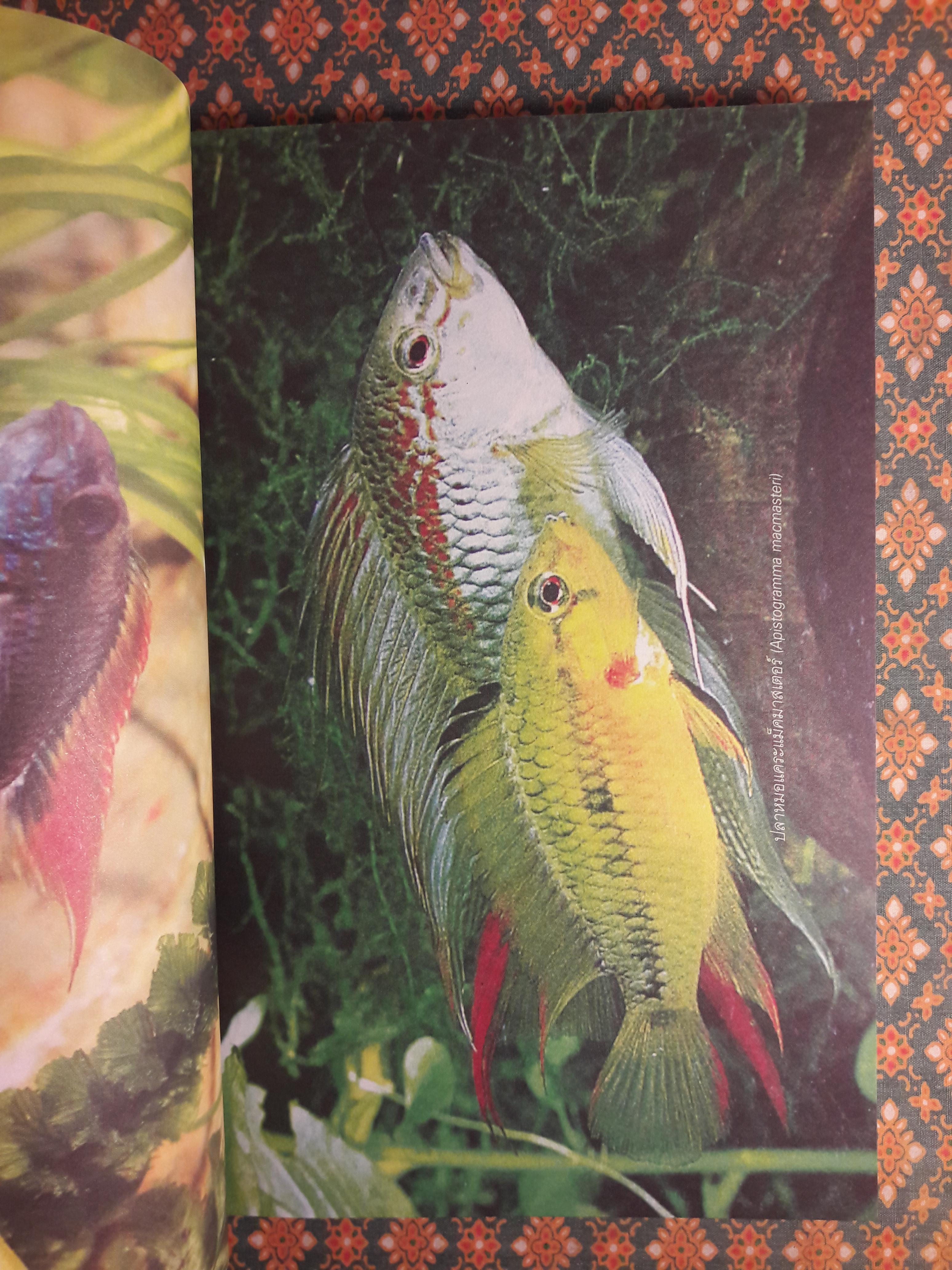 โลกของปลาหมอสี (The Amazing of Cichlid’s Variety)