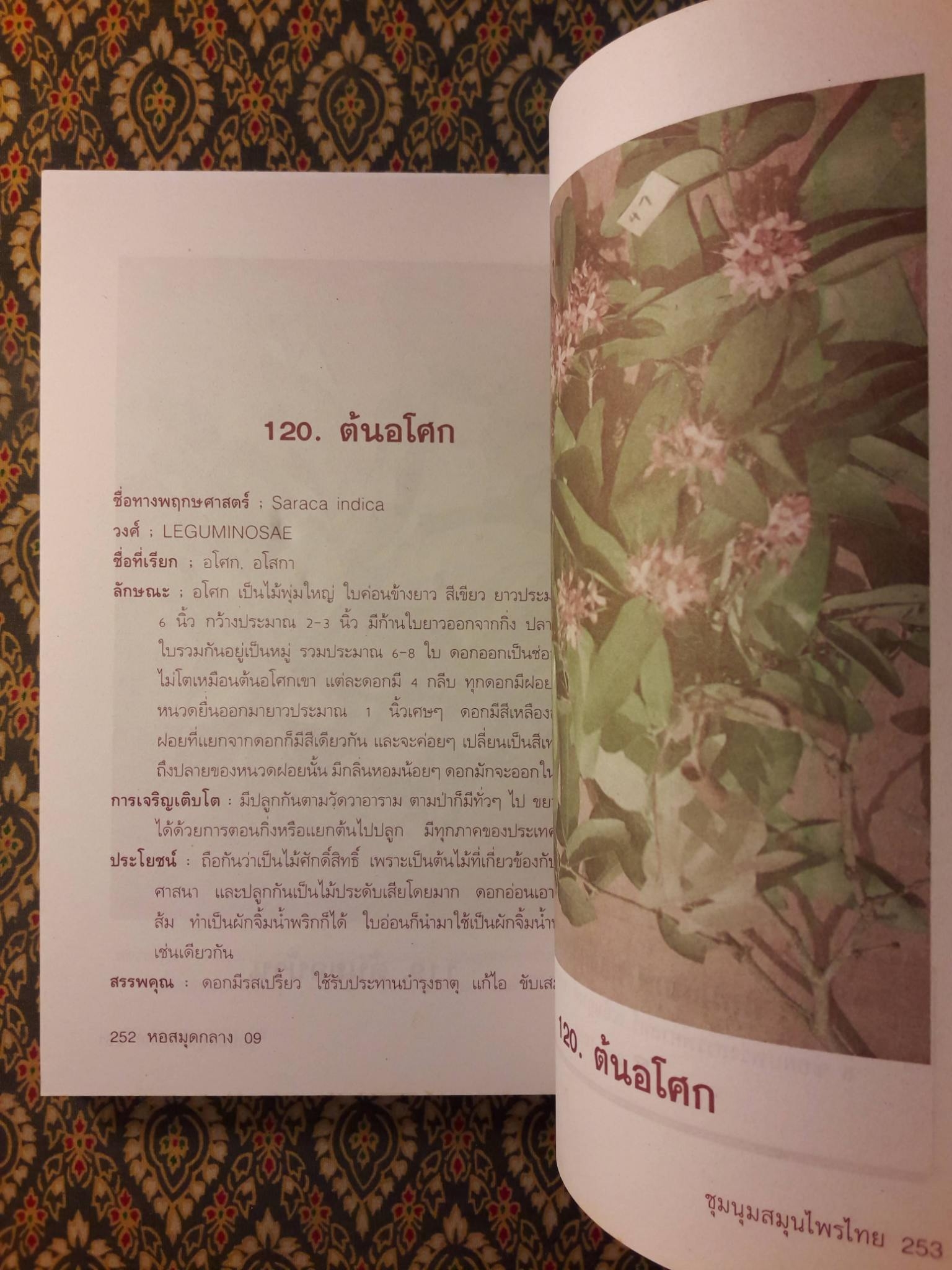 ชุมนุมสมุนไพรไทย