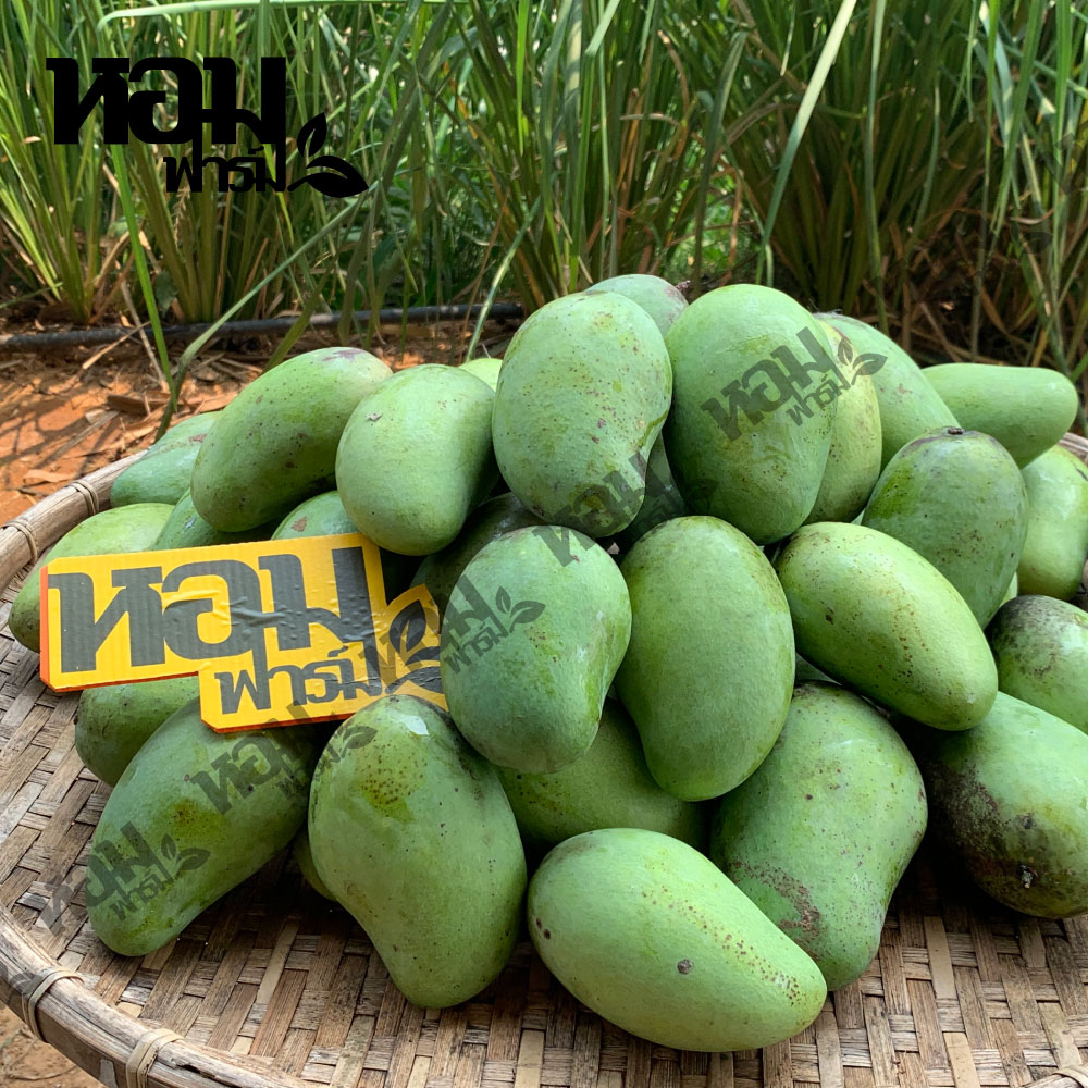 มะม่วง อกร่อง น้ำดอกไม้ เขียวเสวย จ.เพชรบุรี รสหวานหอม เนื้อนุ่มเนียน อร่อย ตัดสดจากสวน โดยหอมฟาร์ม
