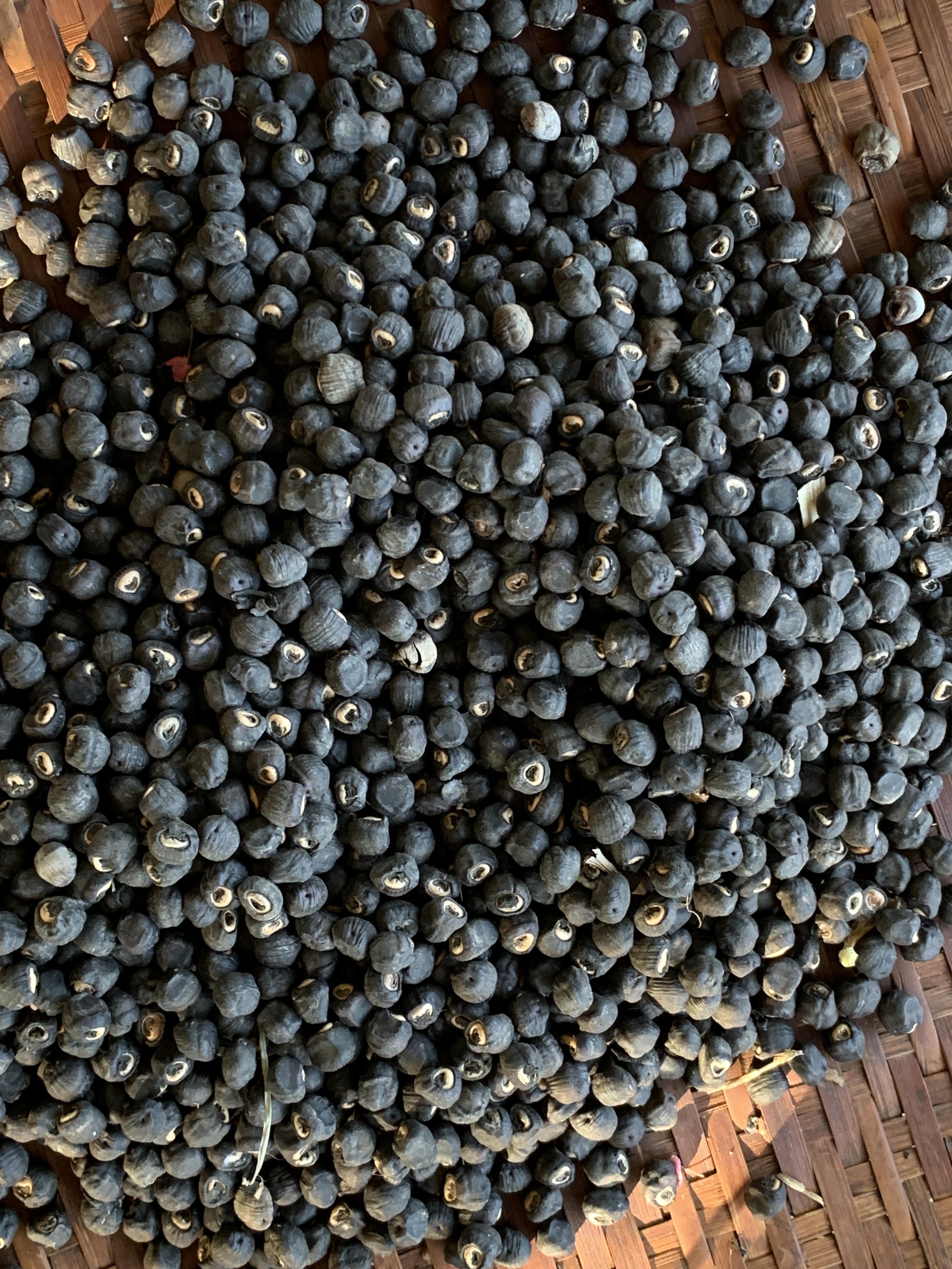 เมล็ดกล้วยนวล กล้วยมงคล กล้ายประดับ กล้วยแปลก สำหรับเพาะพันธุ์