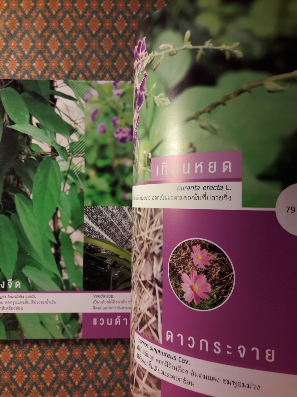 สวนพฤกษศาสตร์ พรรณไม้ม่วง