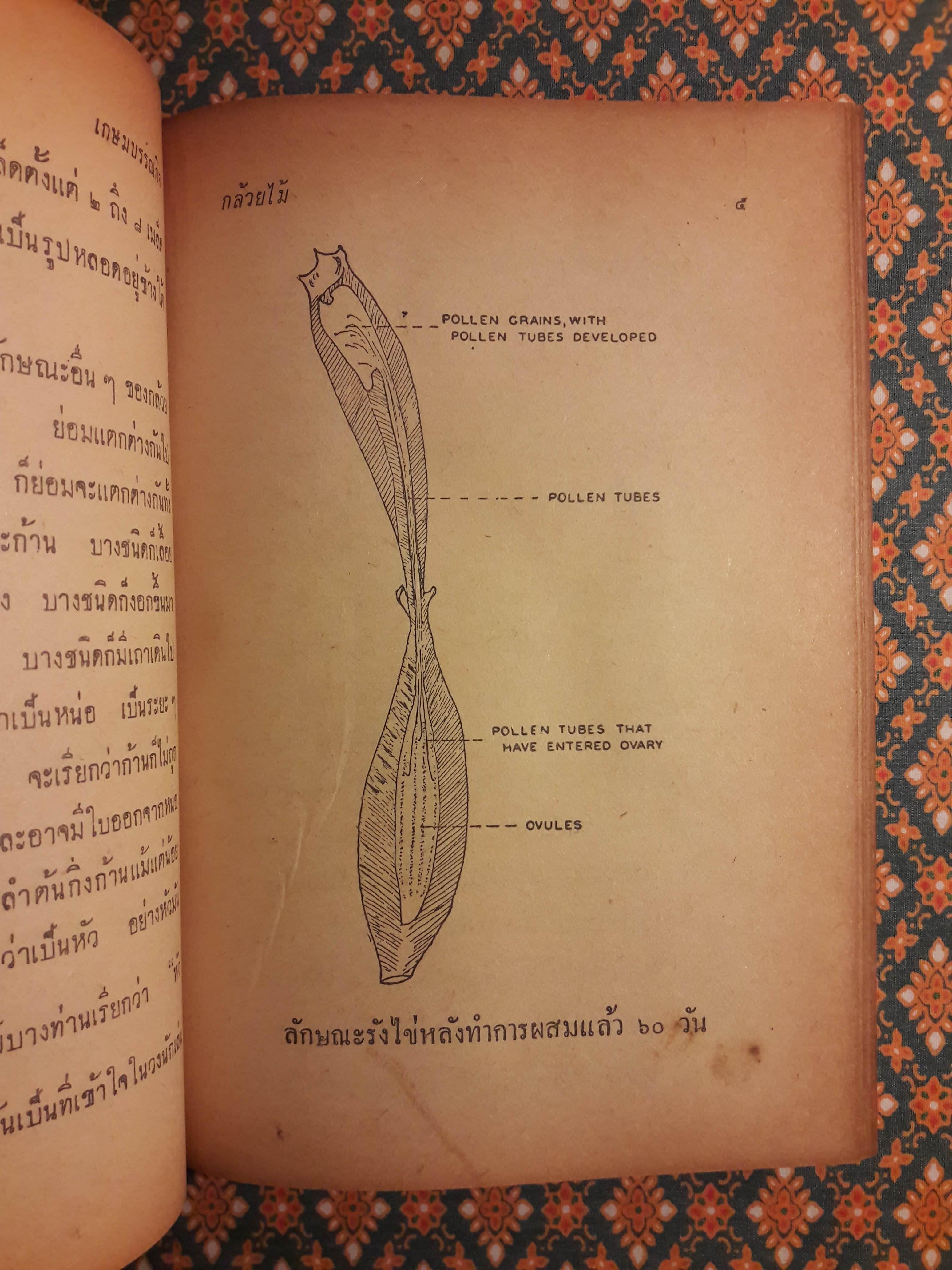 กล้วยไม้