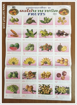 โปสเตอร์ ผลไม้นานาชนิด