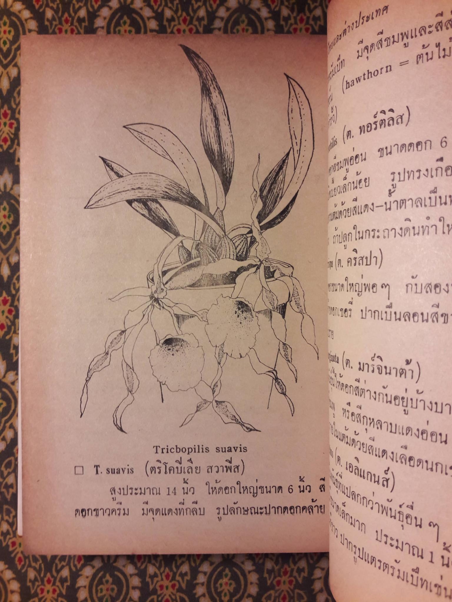 วิธีปลูกและผสมพันธ์กล้วยไม้ไทยและต่างประเทศ Orchids Growing