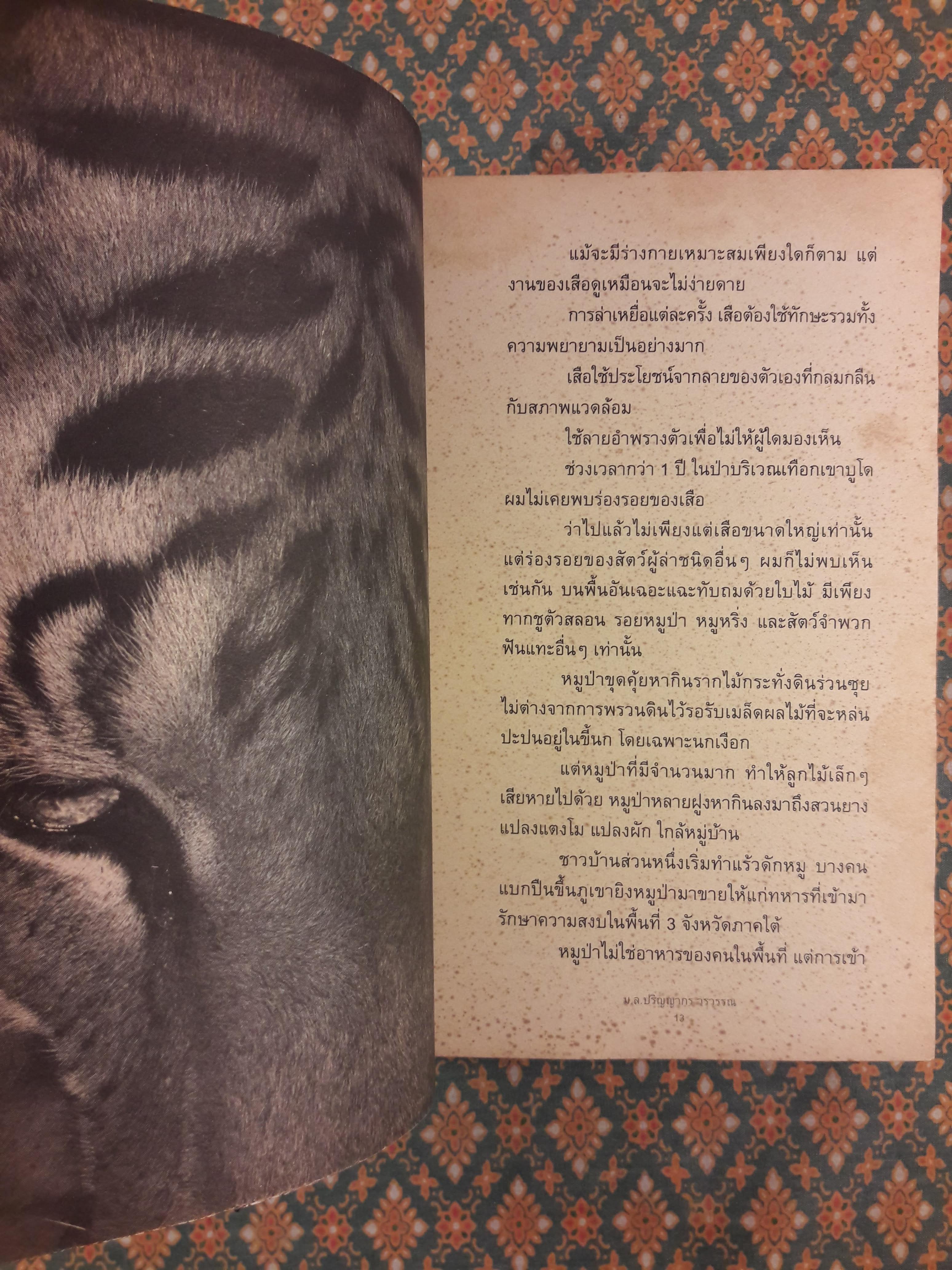 เสือสอน