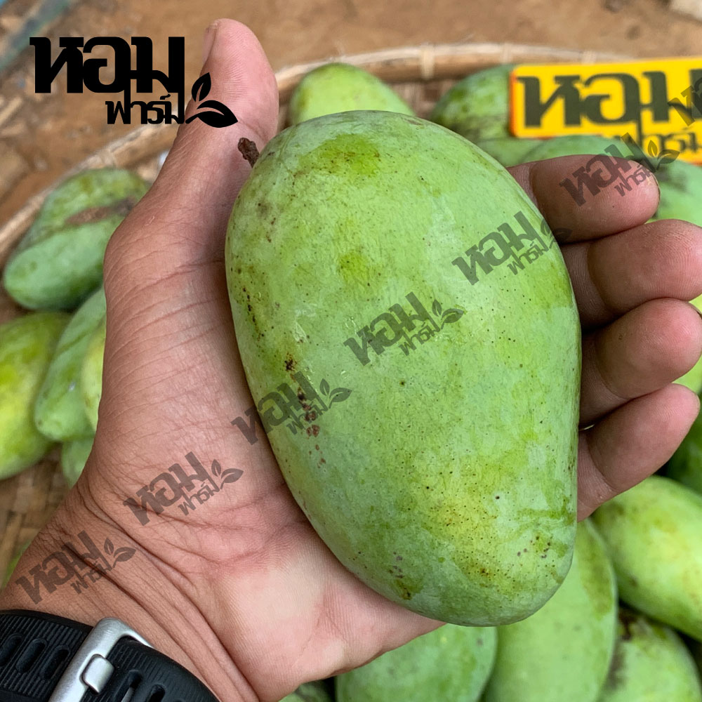 มะม่วง อกร่อง น้ำดอกไม้ เขียวเสวย จ.เพชรบุรี รสหวานหอม เนื้อนุ่มเนียน อร่อย ตัดสดจากสวน โดยหอมฟาร์ม