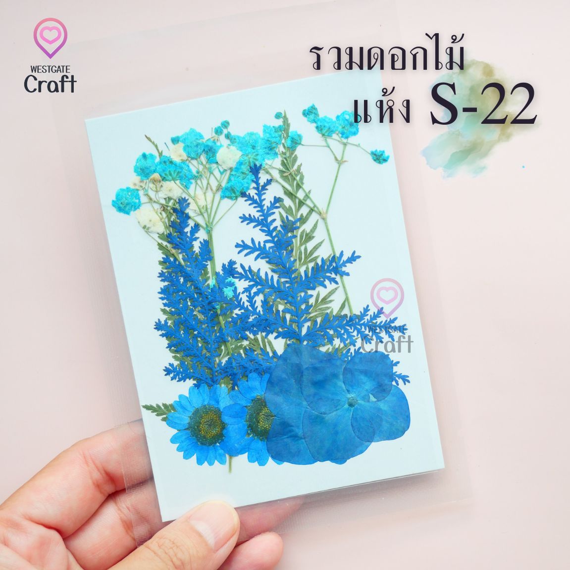 รวมดอกไม้แห้ง S ดอกไม้แห้งทับ ดอกไม้แบบคละ