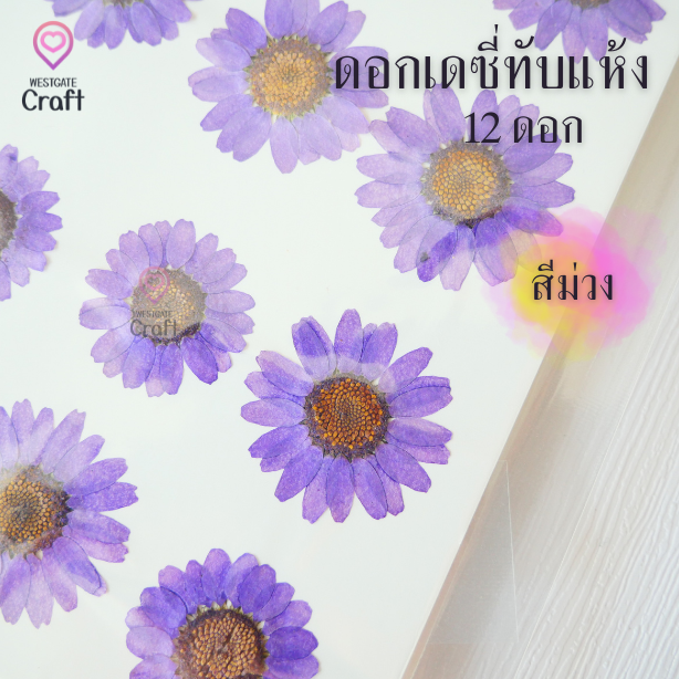 ดอกเดซี่แห้งทับ 12 ดอก ดอกไม้แห้งทับ คละขนาด