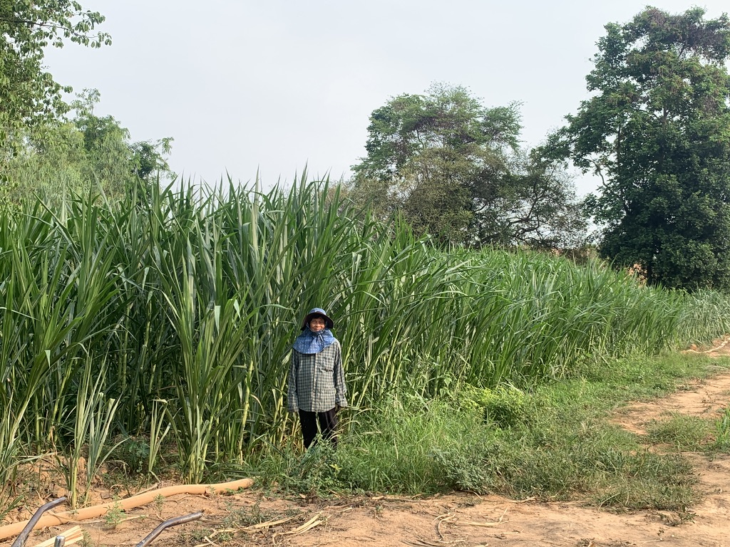 หญ้าเนเปียร์ ปากช่อง1 สำหรับ เต่า กระต่าย หนู โปรตีนสูง กินง่าย จากหอมฟาร์ม