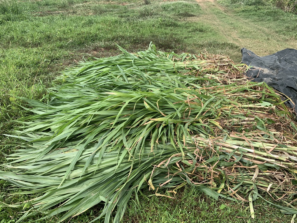 ท่อนพันธุ์ หญ้าเนเปียร์ ท้ายเขื่อนซุปเปอร์ลีฟ / 100 ท่อน แถมฟรี 20 ท่อน โปรตีนสูง โตไว ใบเยอะ ตัดได้เร็ว