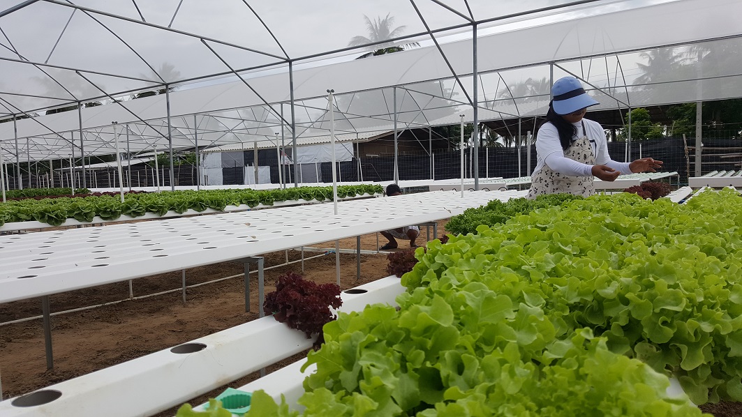 ปราณคีรี ฟาร์ม 300ยอด ปราณบุรี