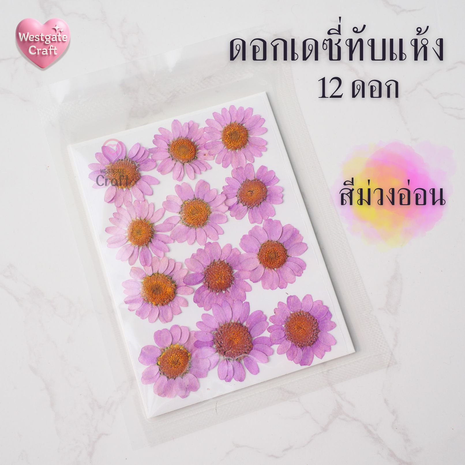 ดอกเดซี่แห้งทับ 12 ดอก ดอกไม้แห้งทับ คละขนาด