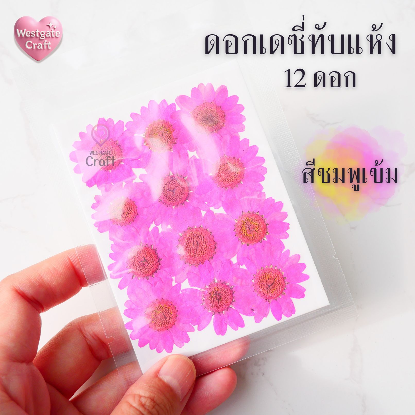 ดอกเดซี่แห้งทับ 12 ดอก ดอกไม้แห้งทับ คละขนาด