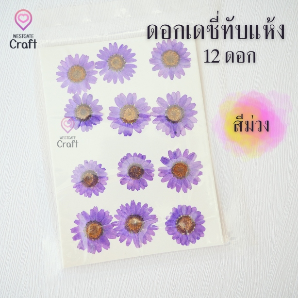 ดอกเดซี่แห้งทับ 12 ดอก ดอกไม้แห้งทับ คละขนาด