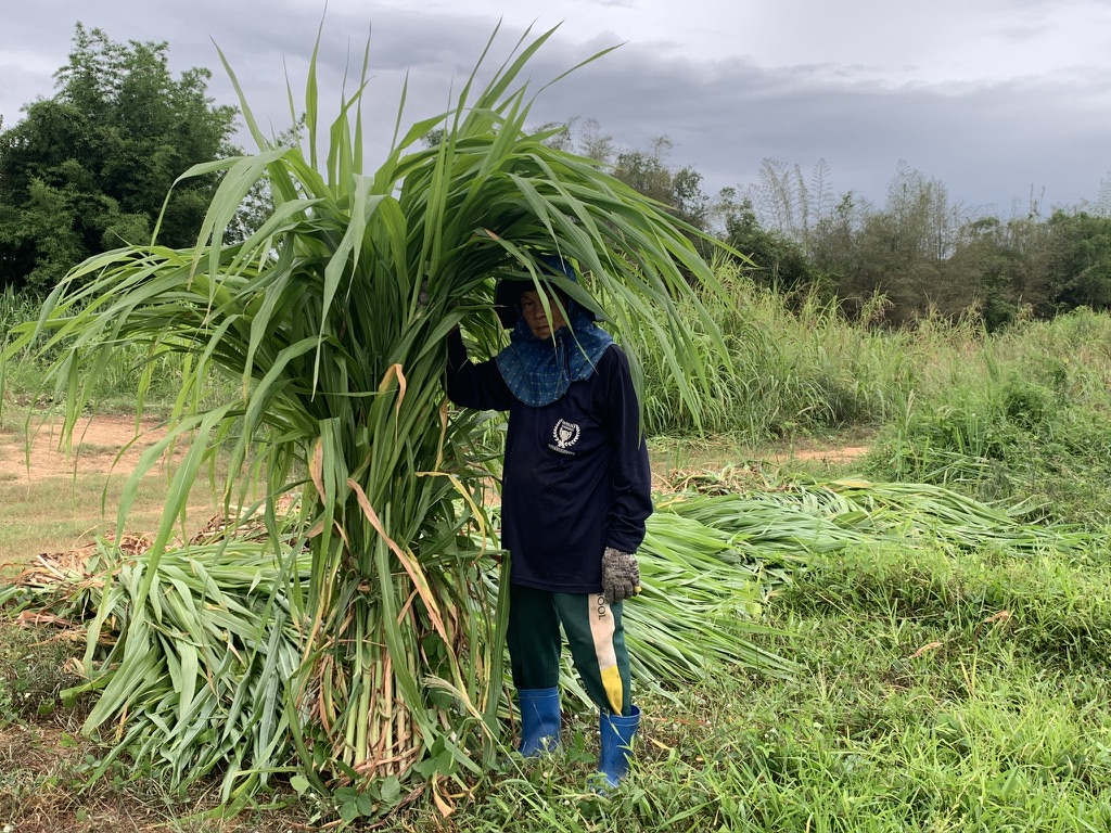 ท่อนพันธุ์ หญ้าเนเปียร์ ท้ายเขื่อนซุปเปอร์ลีฟ / 100 ท่อน แถมฟรี 20 ท่อน โปรตีนสูง โตไว ใบเยอะ ตัดได้เร็ว