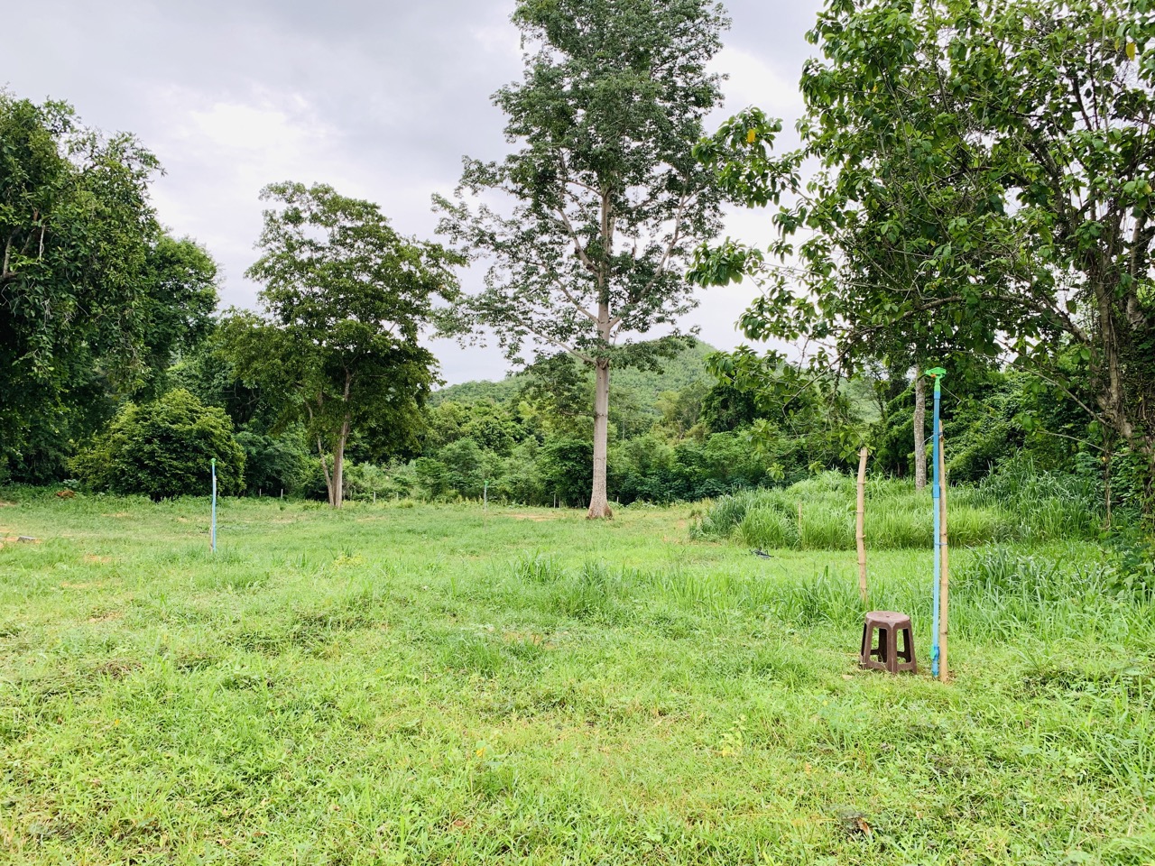 หญ้าสำหรับกระต่าย หนูแกสบี้ เต่า 1 กิโลกรัม ปลอดสารเคมี ออแกนิค สะอาด สดใหม่