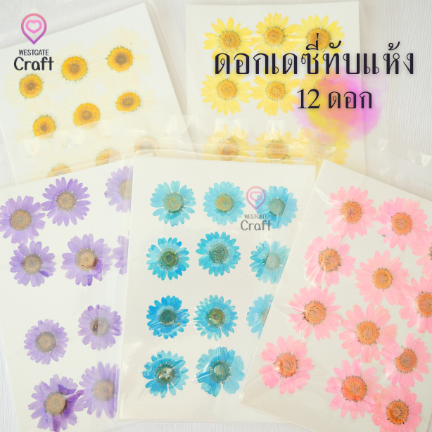 ดอกเดซี่แห้งทับ 12 ดอก ดอกไม้แห้งทับ คละขนาด