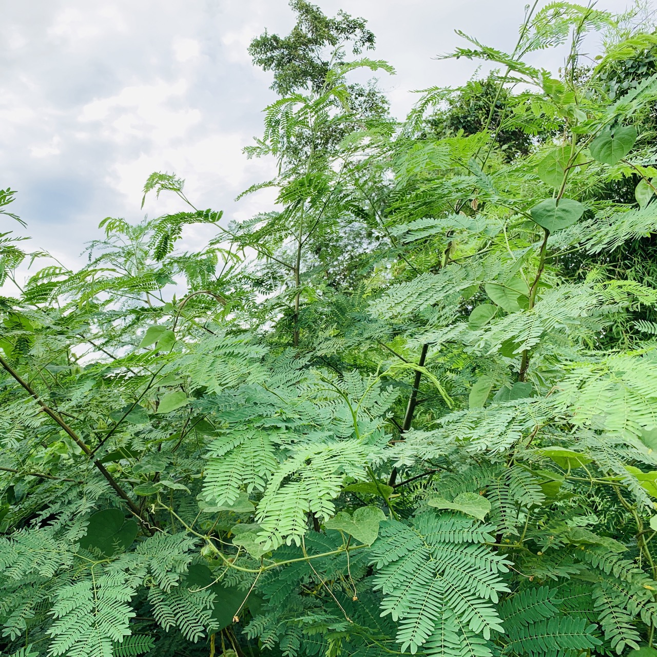 หญ้าสำหรับกระต่าย หนูแกสบี้ เต่า 1 กิโลกรัม ปลอดสารเคมี ออแกนิค สะอาด สดใหม่