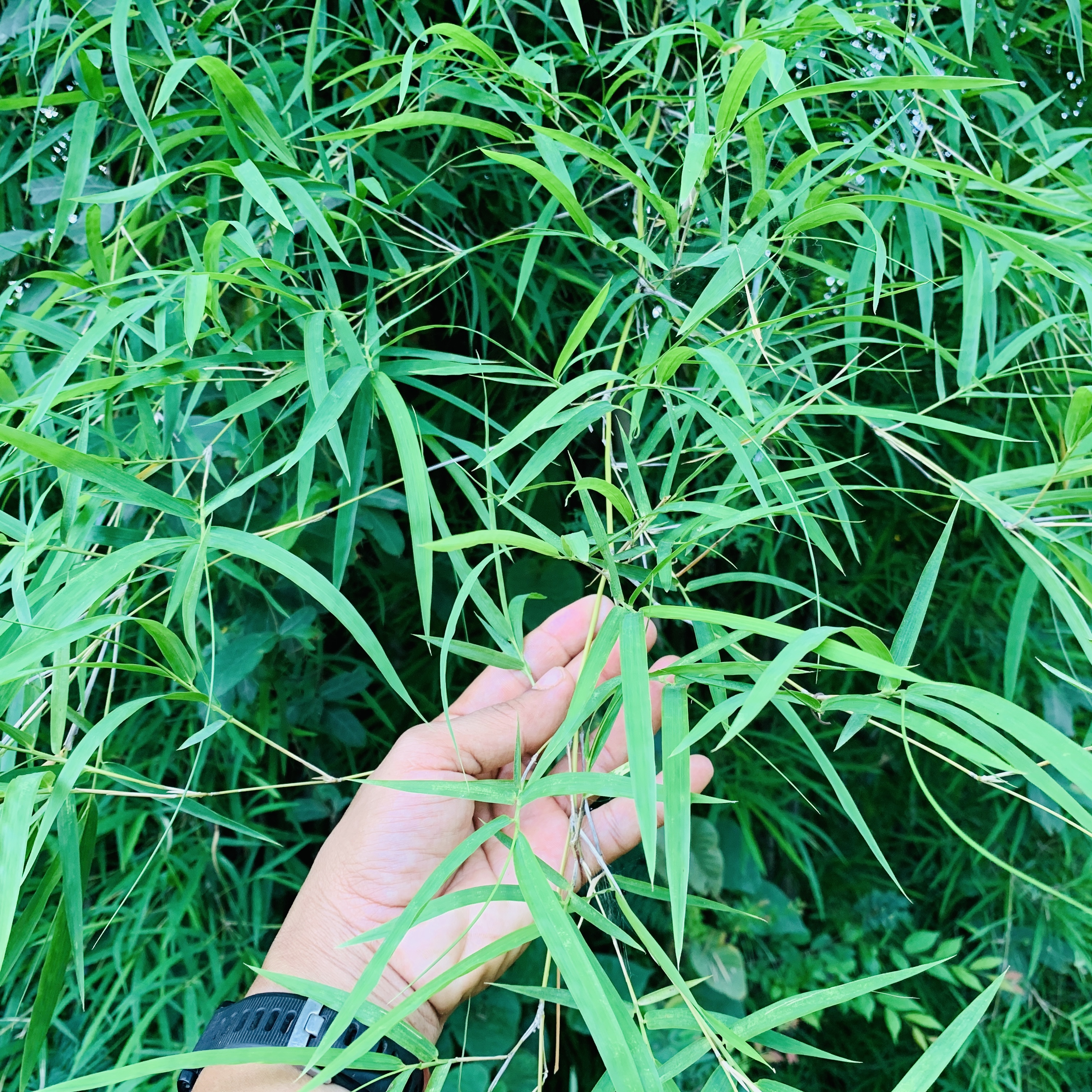 หญ้าสำหรับกระต่าย หนูแกสบี้ เต่า 1 กิโลกรัม ปลอดสารเคมี ออแกนิค สะอาด สดใหม่