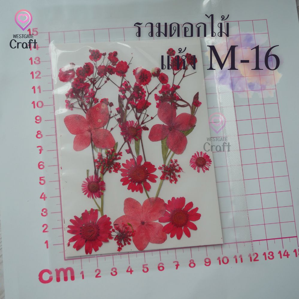 รวมดอกไม้แห้ง M ดอกไม้แห้งทับ ดอกไม้แบบคละ
