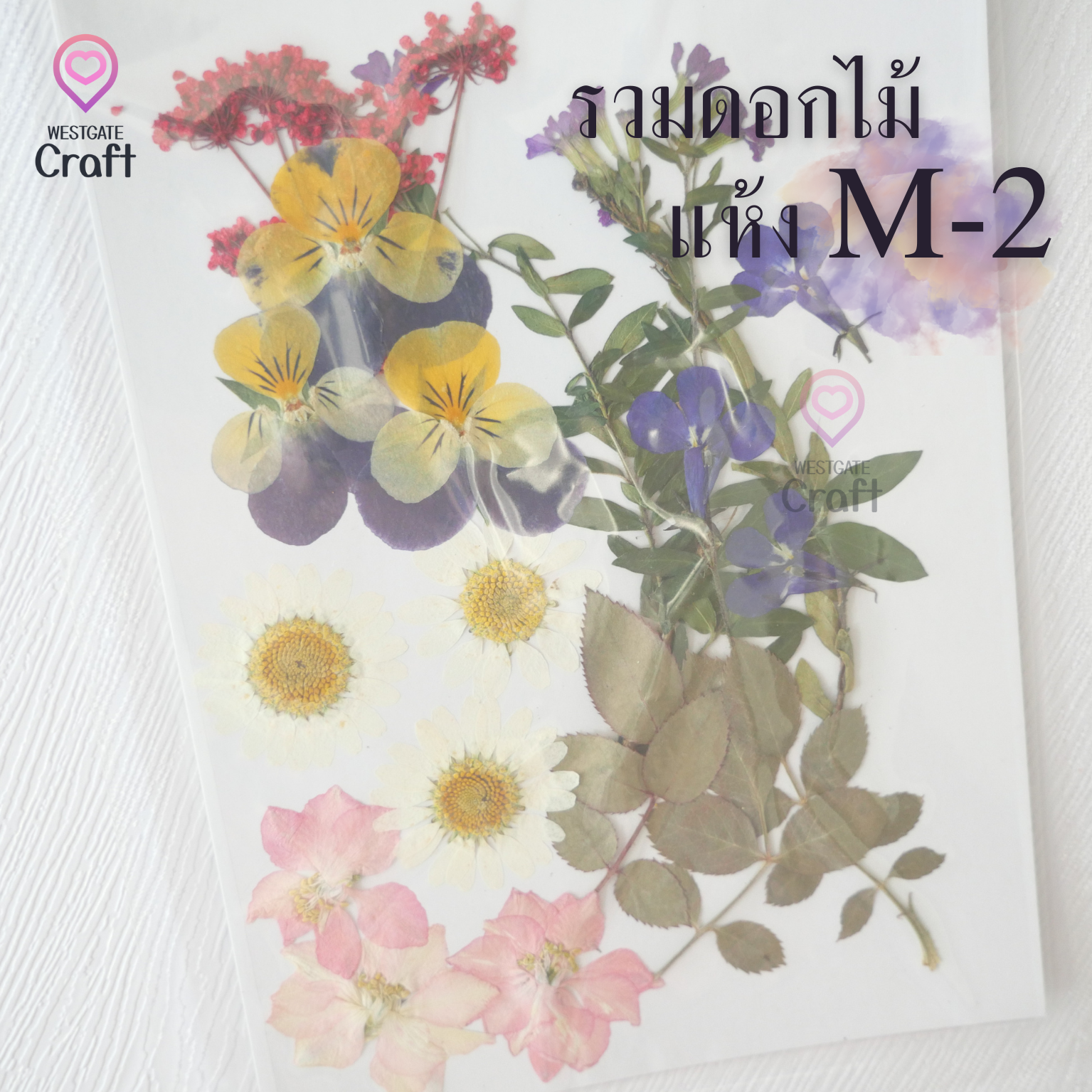 รวมดอกไม้แห้ง M ดอกไม้แห้งทับ ดอกไม้แบบคละ