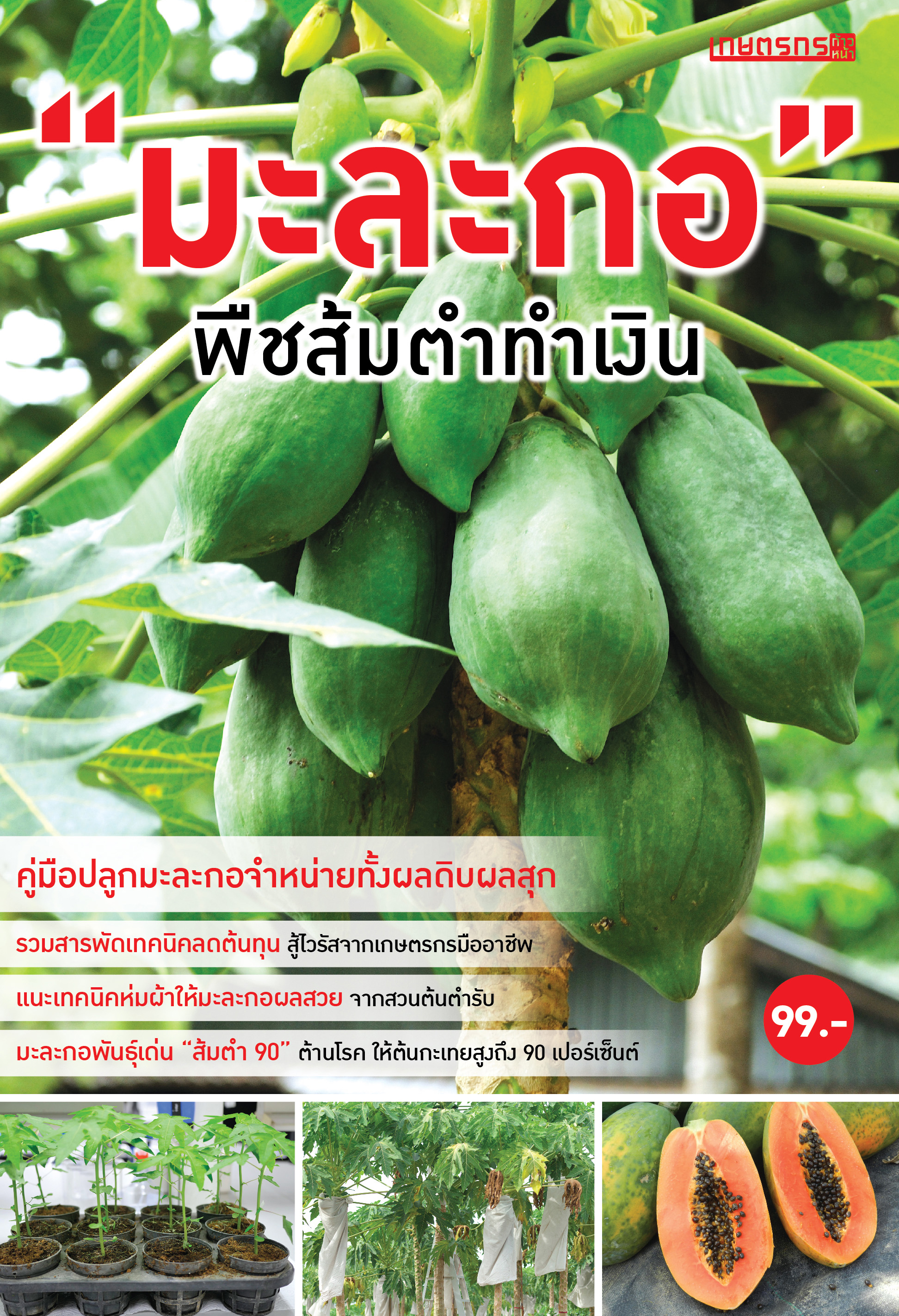 มะละกอ พืชส้มตำทำเงิน