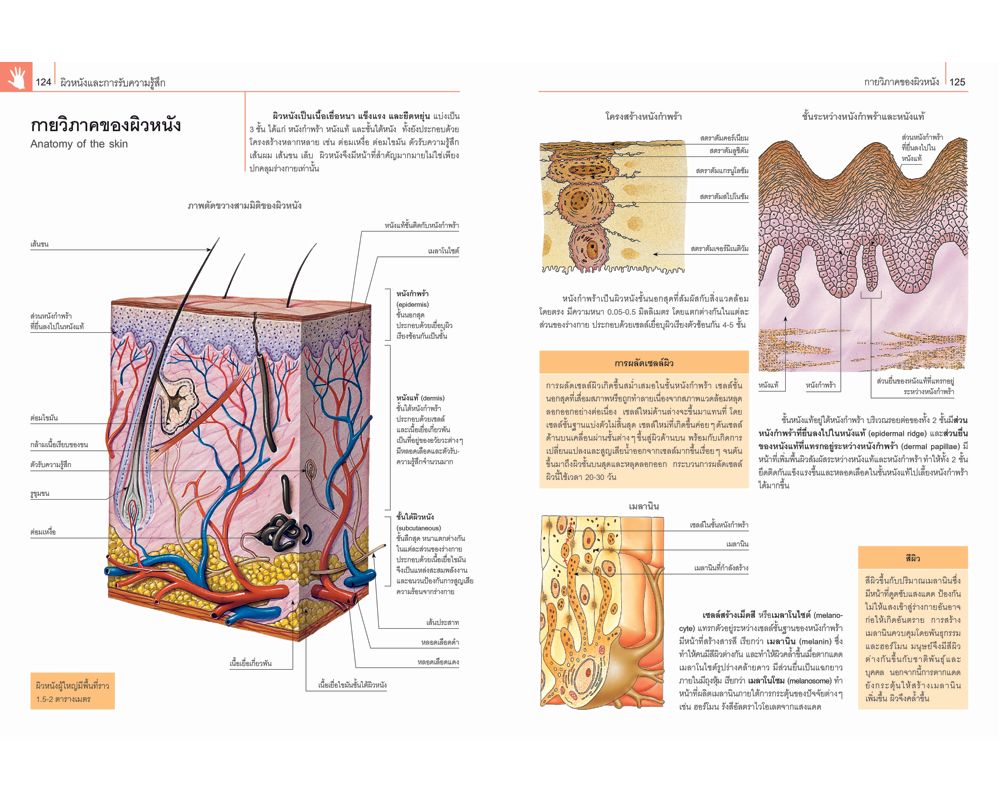 NANMEEBOOKS หนังสือ กายวิภาคศาสตร์และสรีรวิทยา ฉบับปรับปรุง : เสริมความรู้เยาวชน
