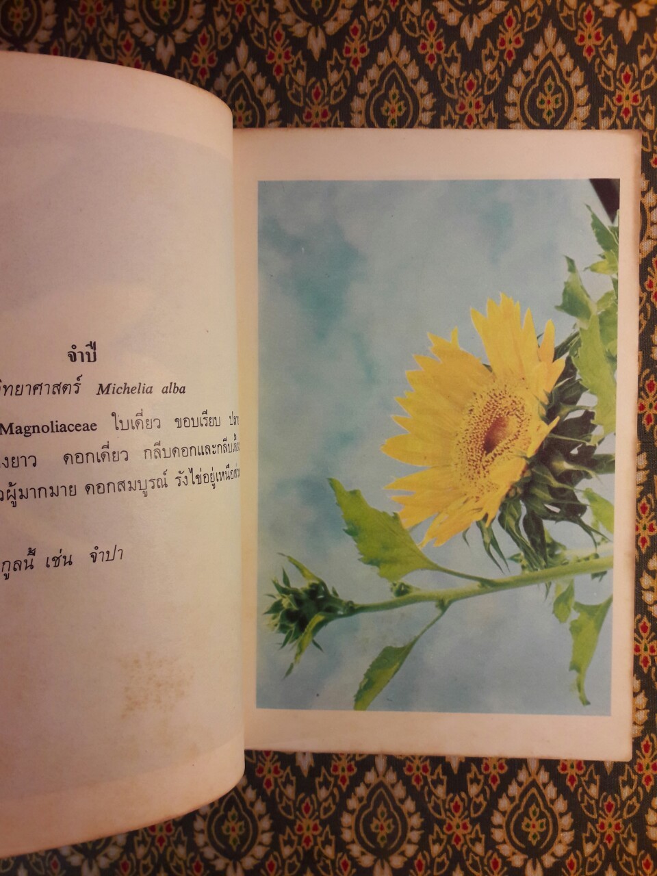 เมื่อดอกไม้บาน