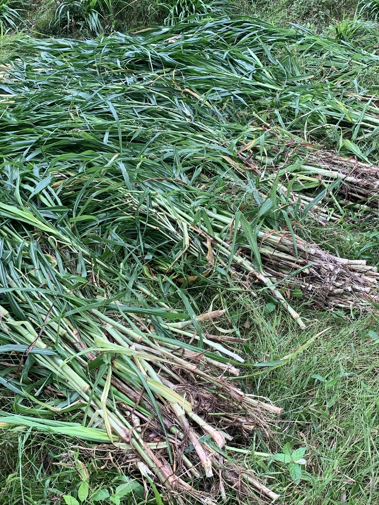 ท่อนพันธุ์ หญ้าเนเปียร์ ท้ายเขื่อนซุปเปอร์ลีฟ / 100 ท่อน แถมฟรี 20 ท่อน โปรตีนสูง โตไว ใบเยอะ ตัดได้เร็ว