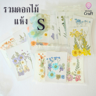รวมดอกไม้แห้ง S ดอกไม้แห้งทับ ดอกไม้แบบคละ