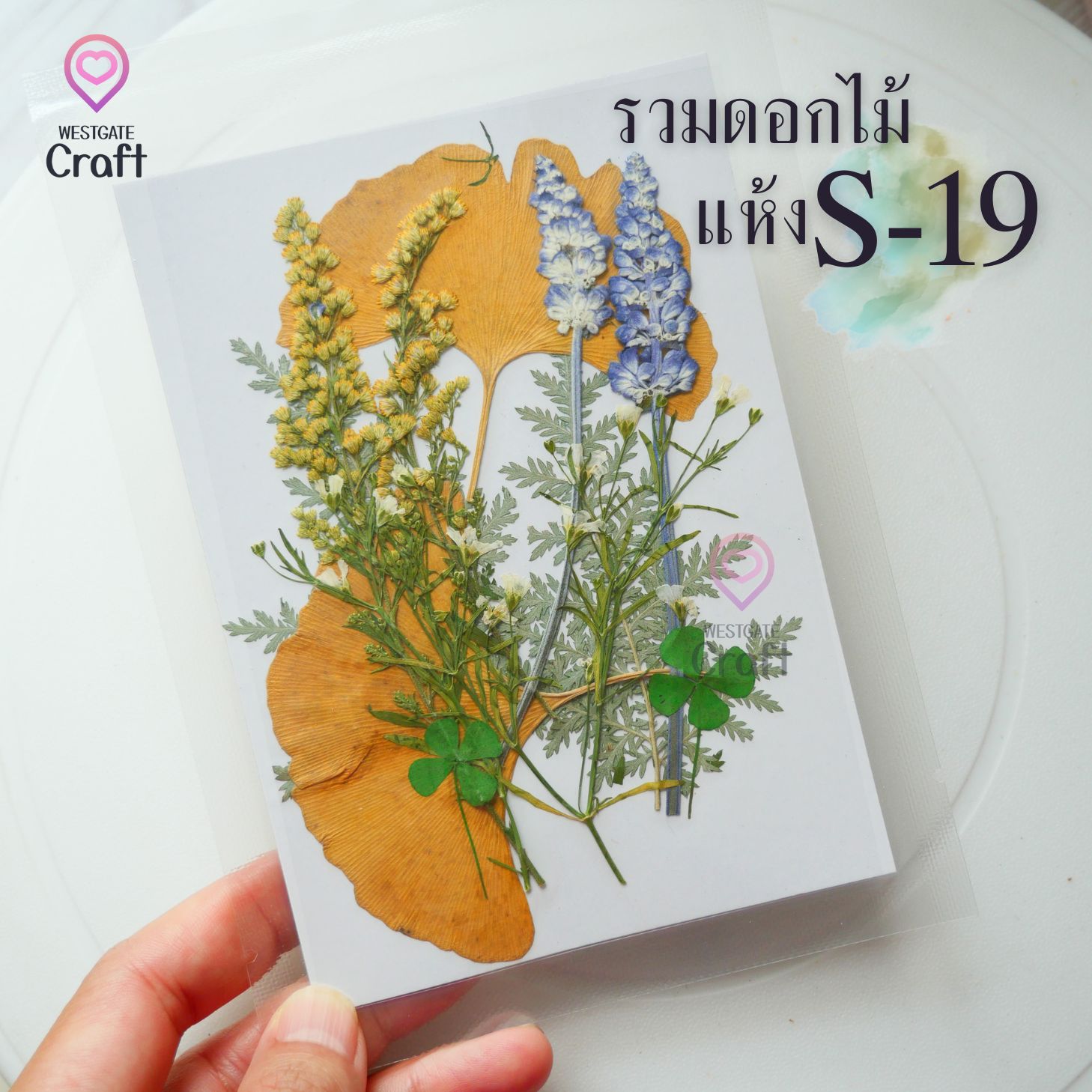 รวมดอกไม้แห้ง S ดอกไม้แห้งทับ ดอกไม้แบบคละ